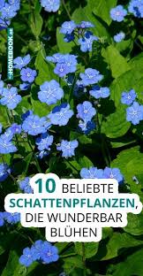 10 Schattenpflanzen Die Wunderbar Bluhen Schattenpflanzen Schattenpflanzen Garten Garten Pflanzen