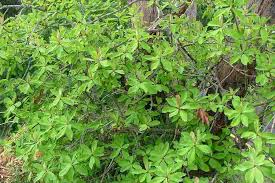 Image result for Synadenium kirkii