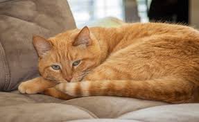 Then you are right place. Original Orange Cat Names 255 Colorful Cute Names For Ginger Cats My Pet S Name