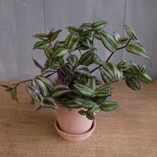 Image result for Tradescantia zebrina