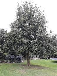 Image result for Beilschmiedia michelsonii