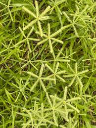 Image result for Dactyloctenium geminatum