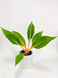 Image result for Chlorophytum fischeri