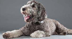 Irish doodles are friendly with just about everyone, but they still prefer the love and attention of their owners over anyone else. More Than 50 Of The Best Poodle Mix Dogs K9 Web
