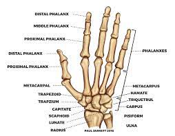 Maybe you would like to learn more about one of these? Anatomy Bones Wrist Anatomy Hand Bone Anatomy