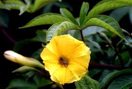 Image result for Merremia tuberosa