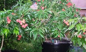 Also some varieties of lychee are difficult to germinate directly in soil, so paper towel method is good for such seeds. Litchi Chinensis Lychee Tree Lietsjieboom Sun Trees