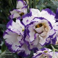 Image result for eustoma Balboa