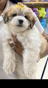 Charting to be 13 pounds. Havanese Puppies For Sale Orlando Fl 329490 Petzlover