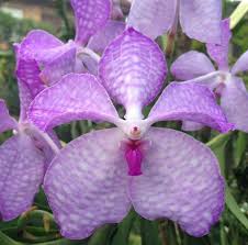 Image result for Vanda coerulea