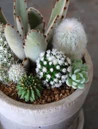 Cactus & succulent online market india has 62,623 members. Diy Labor Cost Estimator Guide You About The Cost Of Planned Construction Of Home Bathroom Kitchen It Can Help You O Succulents Plants Cacti And Succulents