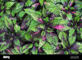 Image result for Plectranthus swynnertonii