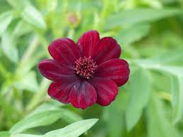 Stiefmütterchen bieten eine farbenfrohe bepflanzung im herbst und frühjahr. Winterharte Blumen Diese Robusten Sorten Trotzen Dem Winter