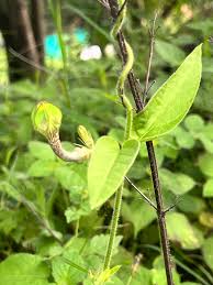 Image result for Ceropegia conrathii