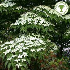 In fall its green leaves turn in a lively burgundy red. Cornus Kousa Var Chinensis White Flowering Chinese Dogwood Trees