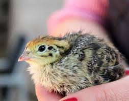 Tempat yang disukai burung puyuh. Burung Puyuh Taksonomi Morfologi Ciri Jenis Reproduksi