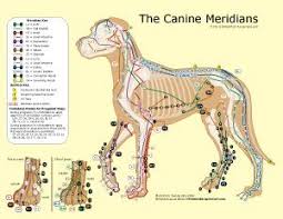 The Canine Meridians Therapy Dogs Dog Anatomy Pet Vet