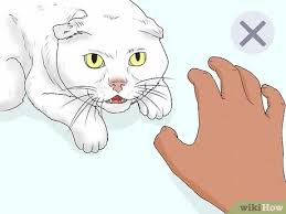 Maybe you would like to learn more about one of these? How To Give Your Cat A Massage With Pictures Wikihow