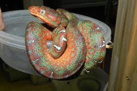 Baby Emerald Tree Boas For Sale Corallus Caninus Red Emerald Tree Boa Pythons For Sale Boas