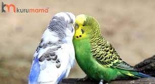 Bakımı kolay evcil hayvanlar hangisidir? Bakimi Kolay Olan 5 Evcil Hayvan Evcil Hayvan Blogu