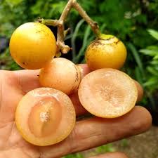 Image result for Cordia sp.A.