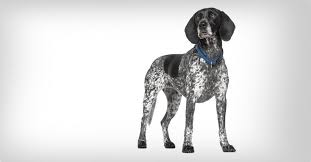 Image result for auvergneský ohař