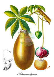 Image result for Cienfuegosia digitata