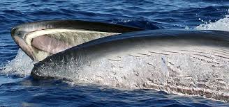 They can be found in waters near japan and southern california and as far north as the bering sea. Mysticeti Cw Azores