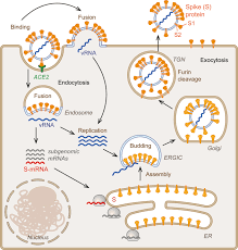 According to the vaccine report, 1,699,825 people have received. Profiles Of Current Covid 19 Vaccines Springerlink
