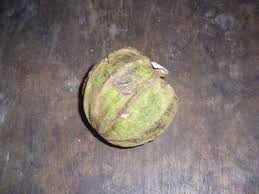 Image result for Landolphia eminiana