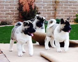 Puppy development during the first twelve months of life is phenomenal, that little furball does not it's worth remembering that although puppy development and growth are divided into stages, or. Different Stages Of Puppy Development By Mr William Campbell Blogs Aces Up Akitas