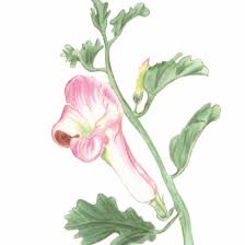 Image result for Harpagophytum procumbens