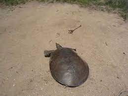 While not normally kept as pets, sea turtles generally are recognized as the fastest of the turtles. Super Fast Turtle Youtube