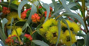 Yellow Flowering Trees Australian Native Plants Australian Native Garden Flowering Trees