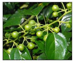 Image result for Colubrina asiatica