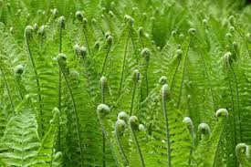 Image result for Dryopteris schizopaleata