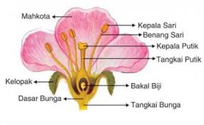 Tumbuhan dari family rafflesiaceae ini termasuk tumbuhan parasit yang sangat bergantung pada inang untuk mendapatkan nutrisi. Sebutkan 4 Empat Ciri Tumbuhan Berbiji Tertutup Angiospermae