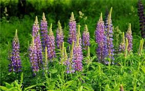 Which is why when i first started growing real flowers, i knew nothing of deadheading. Growing Lupines Miss Chen Garden Manage Gfinger Is The Best Garden Manage App