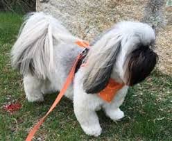 To find the right deva inspired stylist for you, read profiles and reviews, then call the salon of your choice to ask questions or to set up a consultation. Shih Tzu Dangers And Risks At Grooming Salons