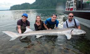 Reid fiest has more on this catch of a lifetime. Saving Sturgeon Hakai Magazine
