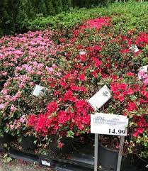 Beautiful Evergreen Azalea 2 14 Gallon Only 14 99 Costcodeals Costco Azaleas Flowers Price And Availability May Vary Costco Deals Costco Azaleas