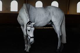 . schlaufe, passt diese trense mühelos jedem pferd. Ps Of Sweden Trense High Jump Revolution Spezial Fundis Reitsport