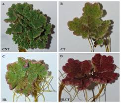 Image result for Azolla filiculoides