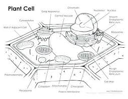 Unlabeled Animal Cell Worksheets Plant Cell Drawing Plant Cell Plant Cells Worksheet