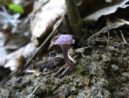 Slight modifications required to fit larger diameter wire or wire fitted with insulating sleeve. Abb 1 Chromosera Viola Gjo 72160 Phot A Galle Download Scientific Diagram