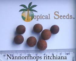 Tham khảo liên kết ngoài. Nannorrhops Ritchiana Seeds