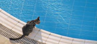 Konnen Katzen Schwimmen