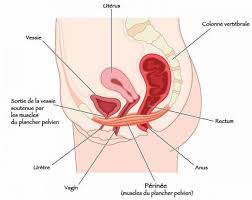 Le Perinee Anatomie Role Reeducation Exercices Pour Le Muscler Le Perinee Exercices Plancher Pelvien Muscler Son Perinee