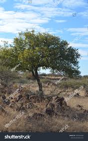 Image result for Pappea capensis