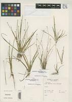 Image result for Eriocaulon abyssinicum